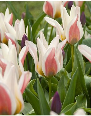 Tulip Serano