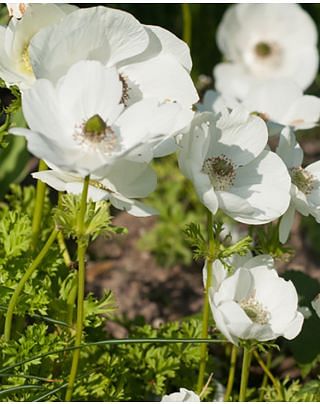 Anemone Coronaria De Caen The Bride Bulbs