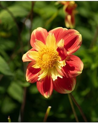 Dahlia Pooh Bulbs