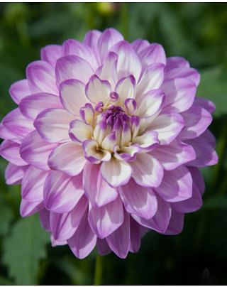 Dahlia Blue Wish