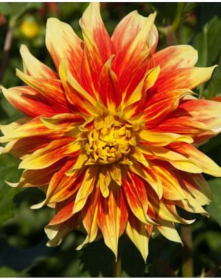 Dahlia Bodacious