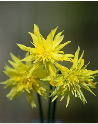 Narcissus Rip van Winkle Bulbs