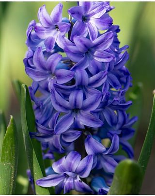 Hyacinth Aqua Bulbs