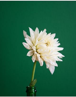 Dahlia White Perfection