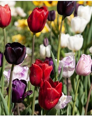 Tulip Single Late Mixture
