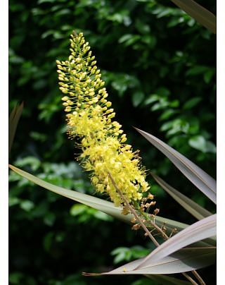 Eremurus Stenophyllus (Bungei) Bulbs