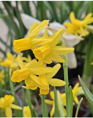 Narcissus Heart to Heart 