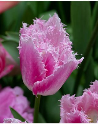 Tulip Huis Ten Bosch ® Bulbs