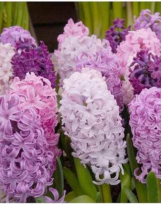 Hyacinth Crushed Berries Mixture Bulbs
