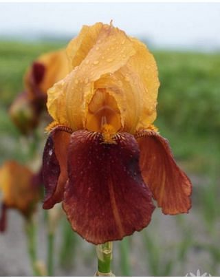 Iris Germanica Grand Chief