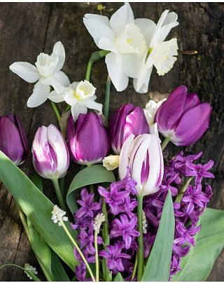 Purple and White Garden Collection