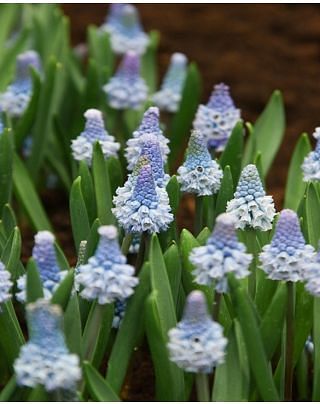 Muscari Azureum Bulbs