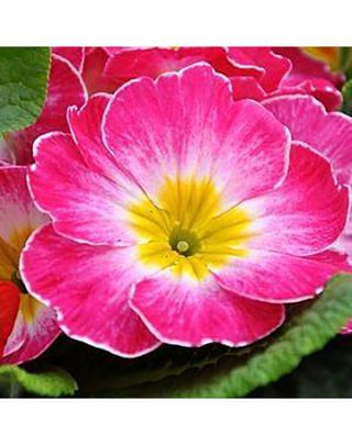 Primula Denticulata Pink 