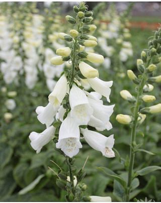 Digitalis Virtuoso White