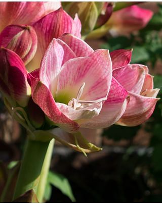 Amaryllis (Hippeastrum) Apple Blossom