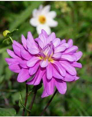 Dahlia Blue Boy