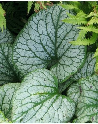 Brunnera Jack Frost