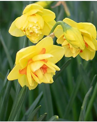 Narcissus Tahiti 12/14 cm Bulbs