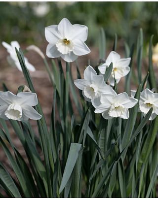 Narcissus Stainless Bulbs