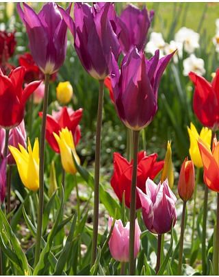 Tulip Lily Flowering Mixture