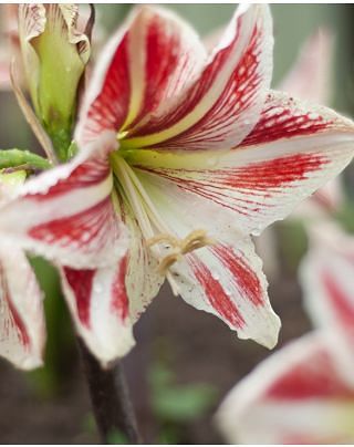 Amaryllis (Hippeastrum) Spartacus