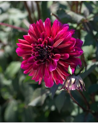 Dahlia Purple Haze