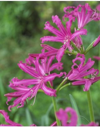 Nerine Isabella Bulbs