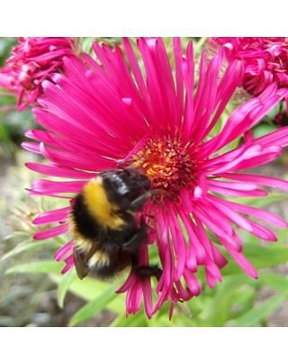Aster Andenken An Alma Potschke