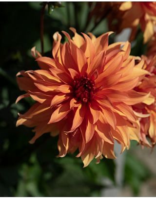 Dahlia Autumn Fairy 