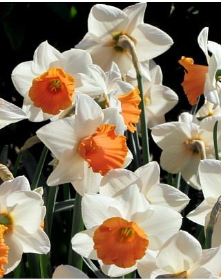 Narcissus Chromacolour