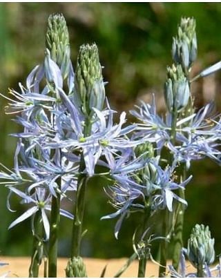 Camassia Blue Heaven Bulbs