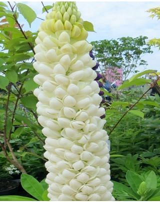 Lupinus Noble Maiden
