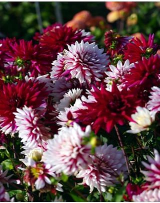 Dahlia Rebecca's World Bulbs