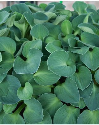 Hosta Blue Mouse ears