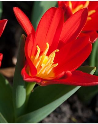 Tulip Scarlet Baby Bulbs