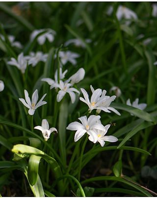 Chionodoxa Luciliae Alba Bulbs
