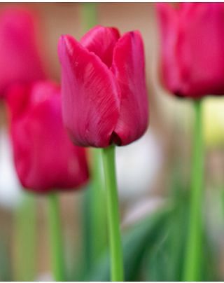 Tulip Kingsblood