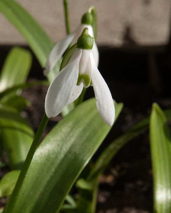 snowdrop Snowdrops