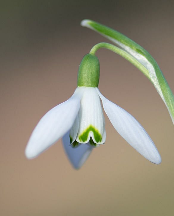 snowdrop Buy Snowdrop Bulbs Online | Galanthus Bulbs for Autumn