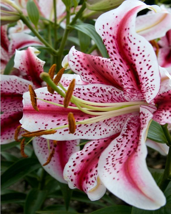 Lilium Dizzy | Peter Nyssen | Buy Flower Bulbs and Plants Online