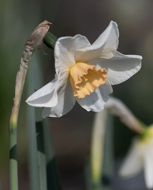 Narcissus Doll Baby Bulbs | Peter Nyssen | Buy Flower Bulbs