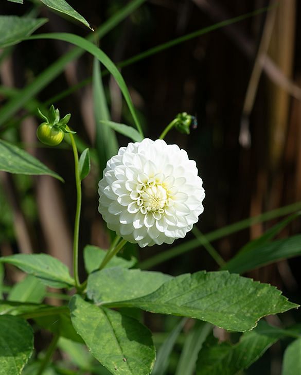 Ｄahlia☆様 VAN ZYVERDEN Dahlia Decorative Mixed Bulbs (14-Pack) 112182