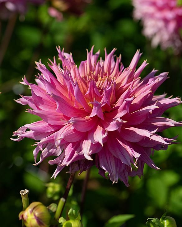 Ｄahlia☆様 Dahlia Omega | Peter Nyssen | Buy Flower Bulbs and Plants Online