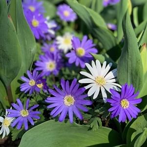 Anemones Blanda