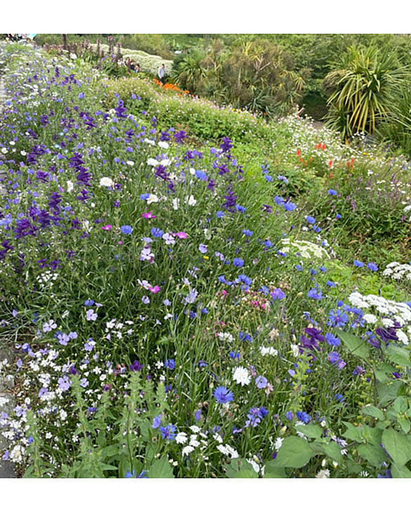 Keep your garden Buzzing!
