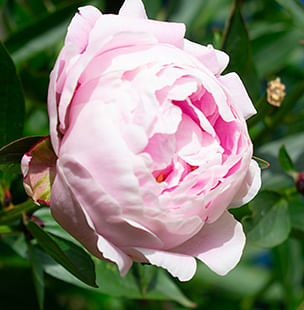 Peonies