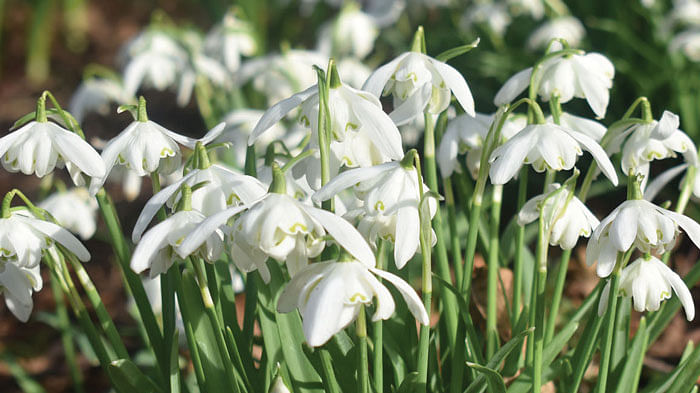 snowdrop bulbs