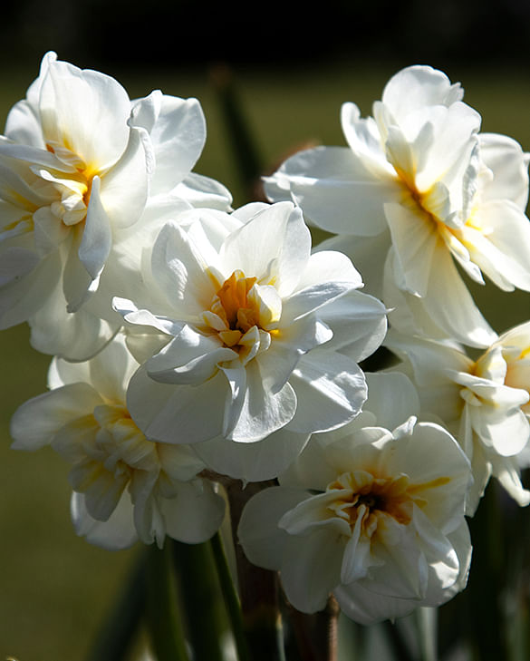 Narcissus Erlicheer