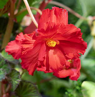 Begonia