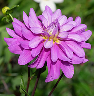 Dahlia Tubers